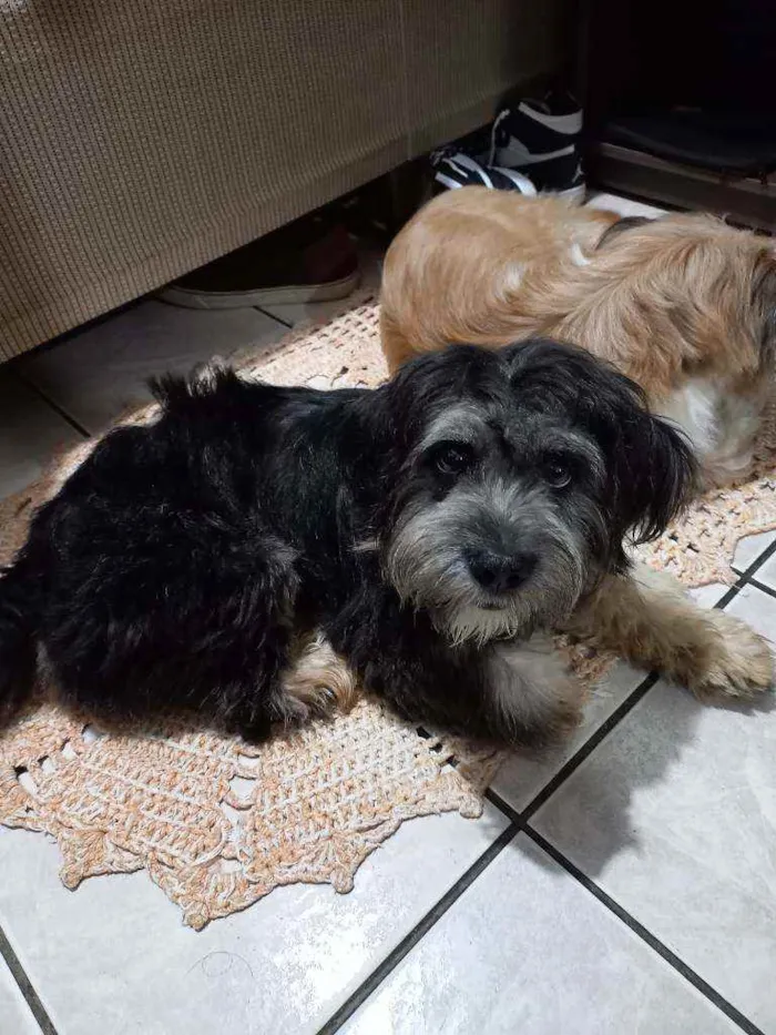 Cachorro ra a Mistura com shih-tzu idade 1 ano nome Ravena