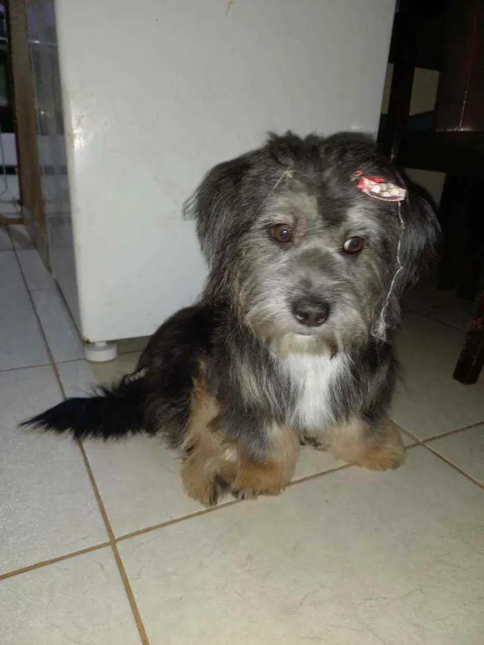 Cachorro ra a Mistura com shih-tzu idade 1 ano nome Ravena