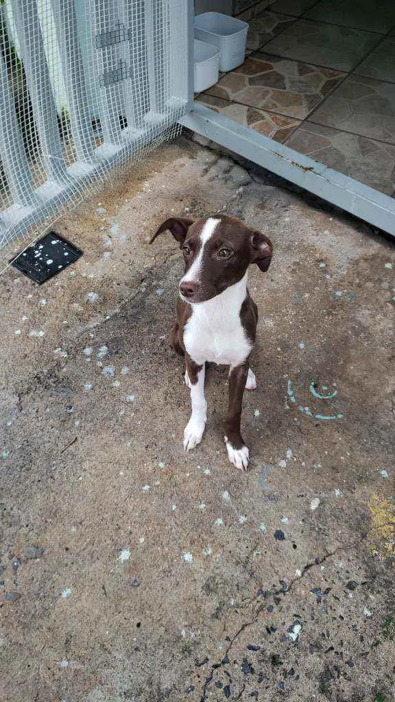 Cachorro ra a Srd idade 2 a 6 meses nome Sem nome "Lona"