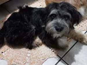 Cachorro raça Mistura com shih-tzu idade 1 ano nome Ravena