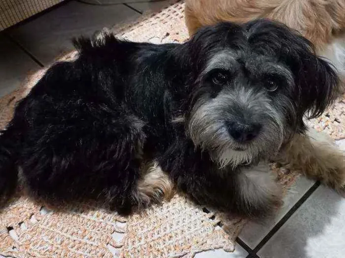 Cachorro ra a Mistura com shih-tzu idade 1 ano nome Ravena