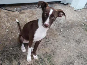 Cachorro raça Srd idade 2 a 6 meses nome Sem nome "Lona"