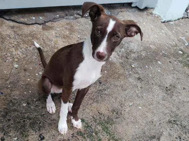 Cachorro ra a Srd idade 2 a 6 meses nome Sem nome "Lona"
