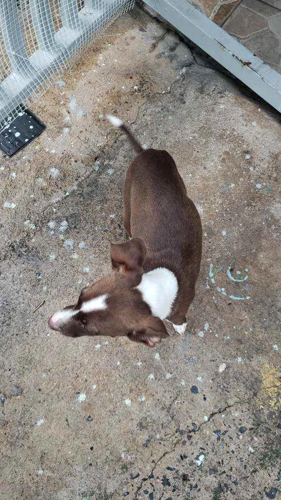 Cachorro ra a Srd idade 2 a 6 meses nome Sem nome "Lona"