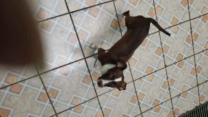 Cachorro ra a Srd idade 2 a 6 meses nome Sem nome "Lona"