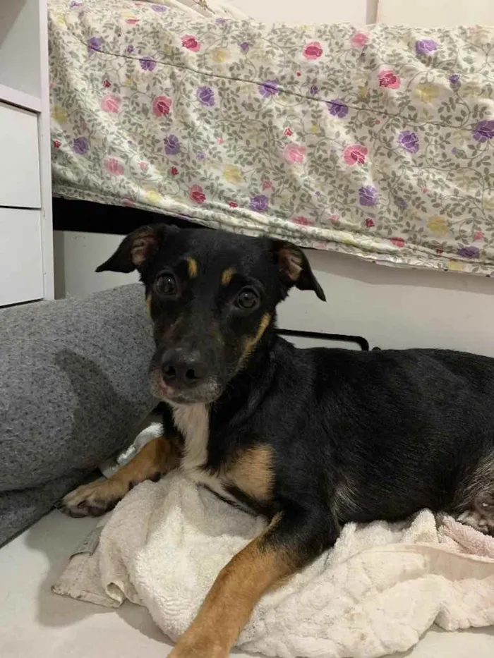 Cachorro ra a Sem raça definida idade 2 anos nome Carlinhos