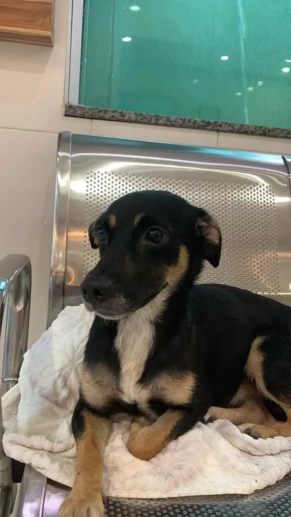 Cachorro ra a Sem raça definida idade 2 anos nome Carlinhos
