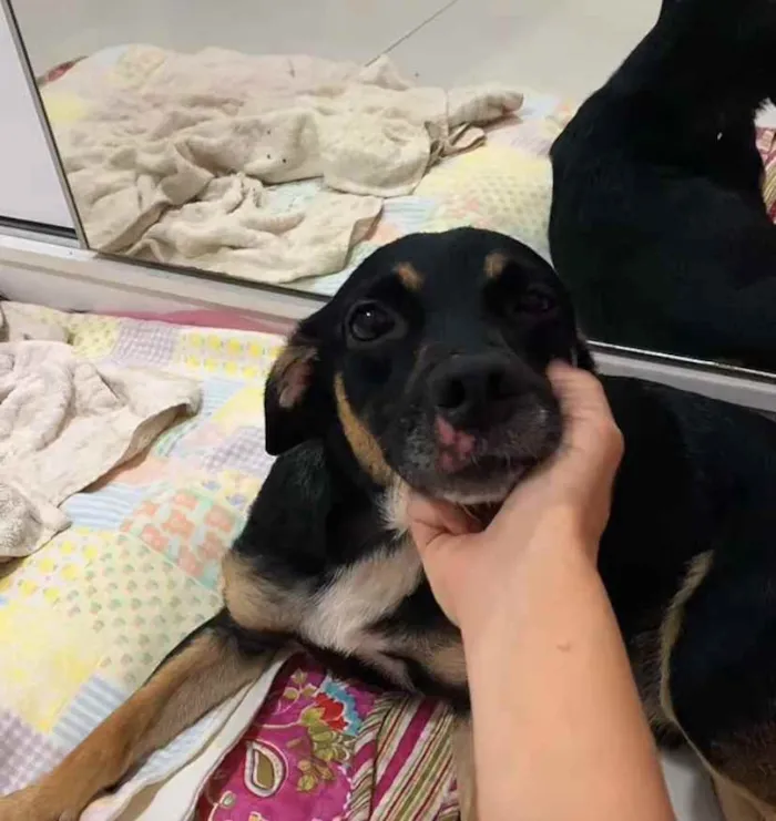 Cachorro ra a Sem raça definida idade 2 anos nome Carlinhos