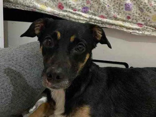 Cachorro ra a Sem raça definida idade 2 anos nome Carlinhos
