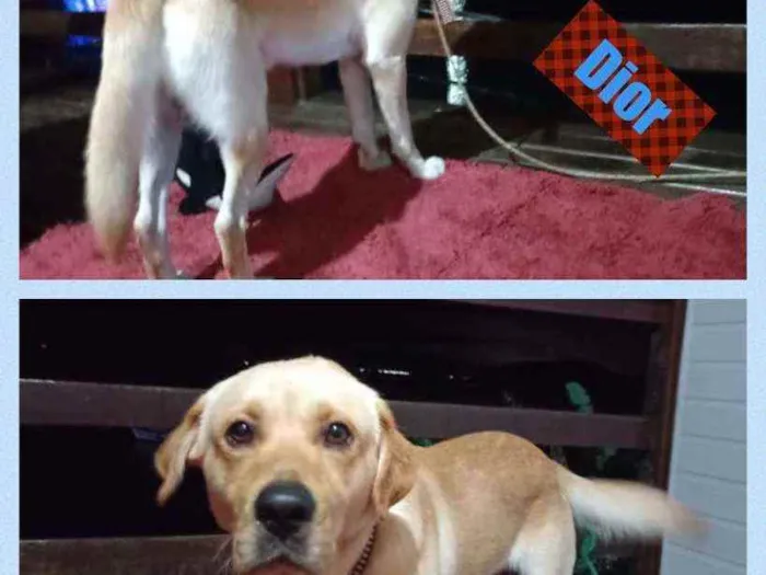 Cachorro raça LABRADOR idade 1 ano nome DIOR