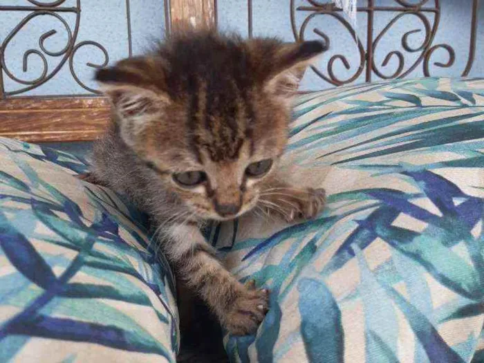 Gato ra a SRD idade Abaixo de 2 meses nome Tigrinha 