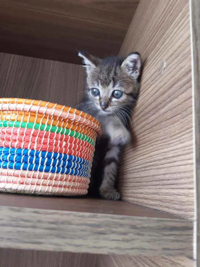 Gato ra a SRD idade Abaixo de 2 meses nome Tigrinha 
