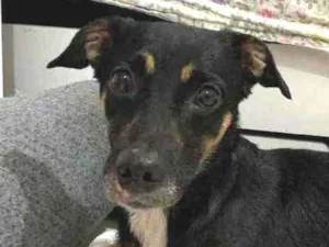 Cachorro raça Sem raça definida idade 2 anos nome Carlinhos