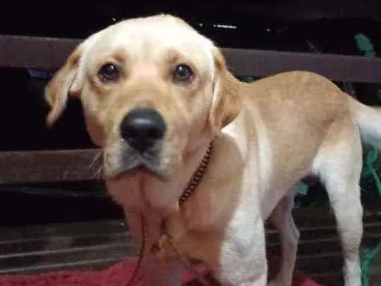 Cachorro raça LABRADOR idade 1 ano nome DIOR