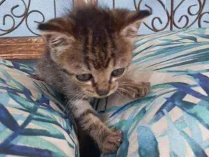 Gato raça SRD idade Abaixo de 2 meses nome Tigrinha 