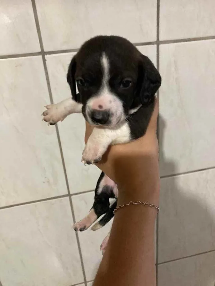 Cachorro ra a Base mostrado  idade 2 a 6 meses nome A escolha