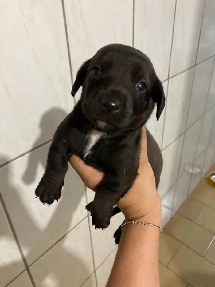 Cachorro ra a Base mostrado  idade 2 a 6 meses nome A escolha