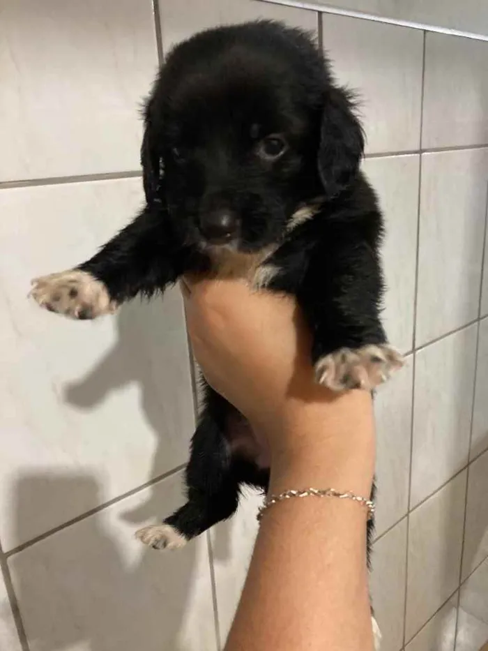 Cachorro ra a Base mostrado  idade 2 a 6 meses nome A escolha