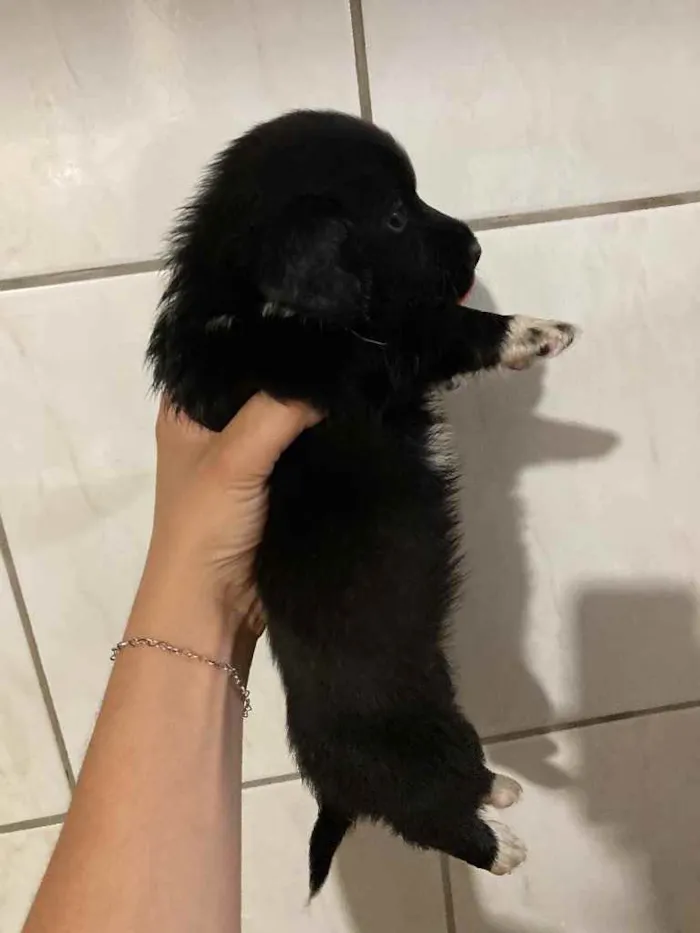 Cachorro ra a Base mostrado  idade 2 a 6 meses nome A escolha