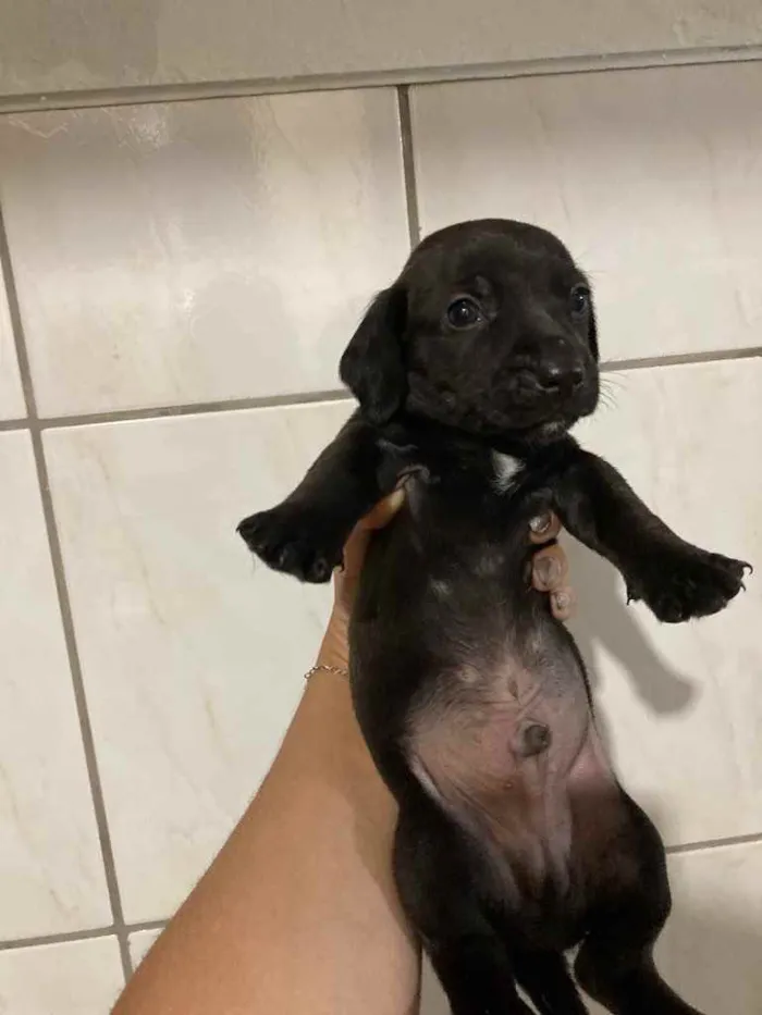 Cachorro ra a Base mostrado  idade 2 a 6 meses nome A escolha