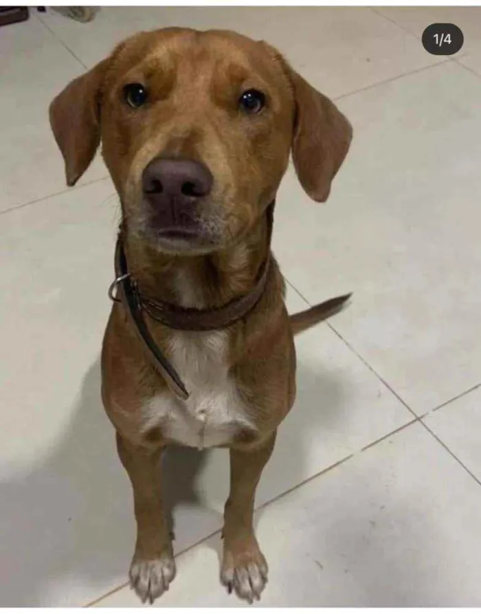 Cachorro ra a Vira-lata idade  nome Você escolhe