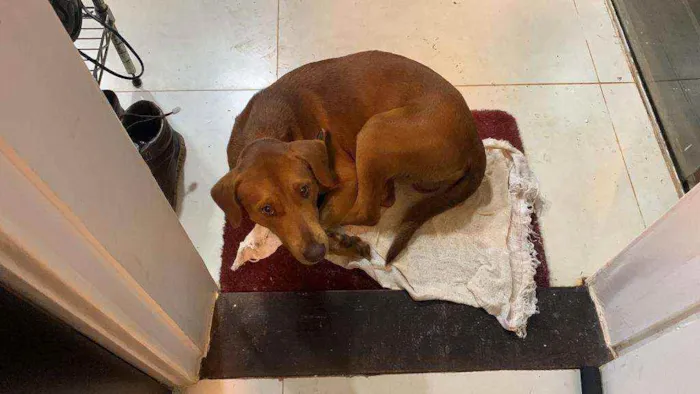 Cachorro ra a Vira-lata idade  nome Você escolhe