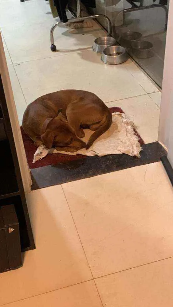 Cachorro ra a Vira-lata idade  nome Você escolhe