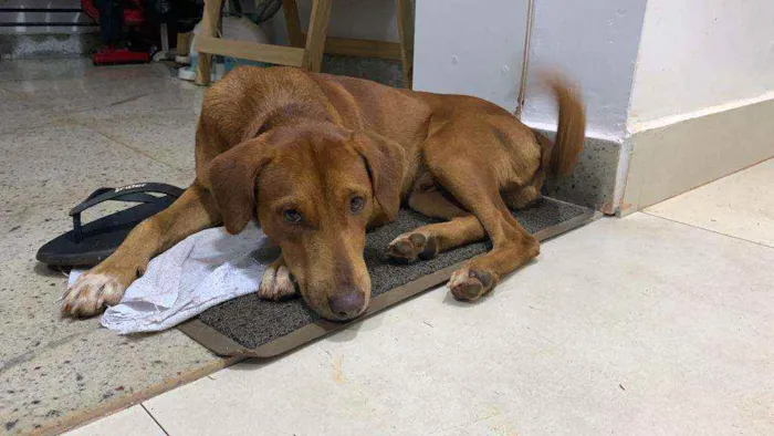 Cachorro ra a Vira-lata idade  nome Você escolhe