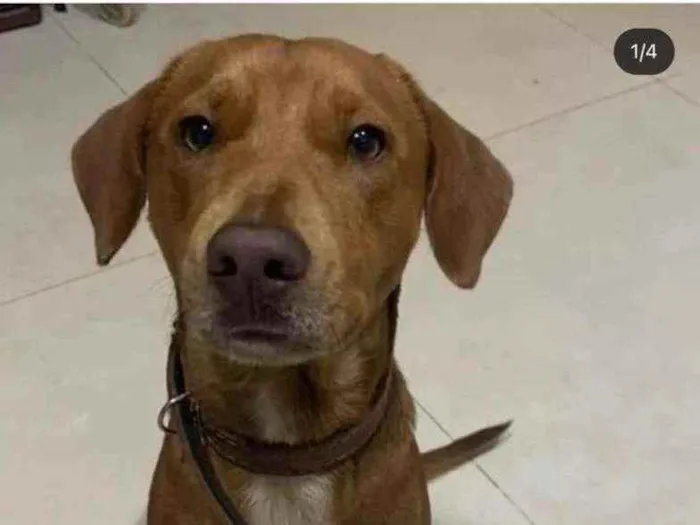 Cachorro ra a Vira-lata idade  nome Você escolhe