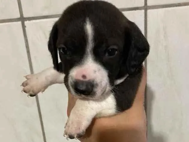 Cachorro ra a Base mostrado  idade 2 a 6 meses nome A escolha