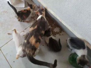 Gato raça SRD idade 2 a 6 meses nome Sem nome