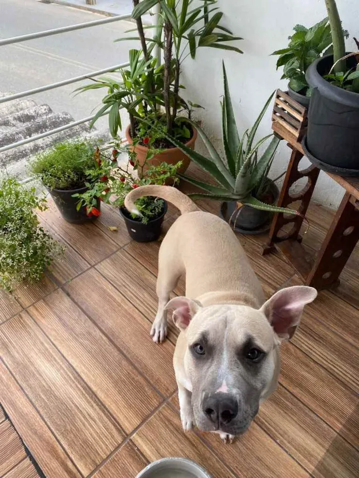 Cachorro raça  idade  nome Sem Nome