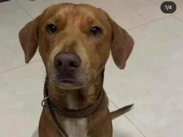 Cachorro ra a Vira-lata idade  nome Você escolhe