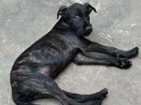 Cachorro ra a SRD-ViraLata idade 2 a 6 meses nome FILHOTE