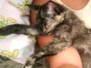 Gato raça SRD idade 7 a 11 meses nome Mingal 