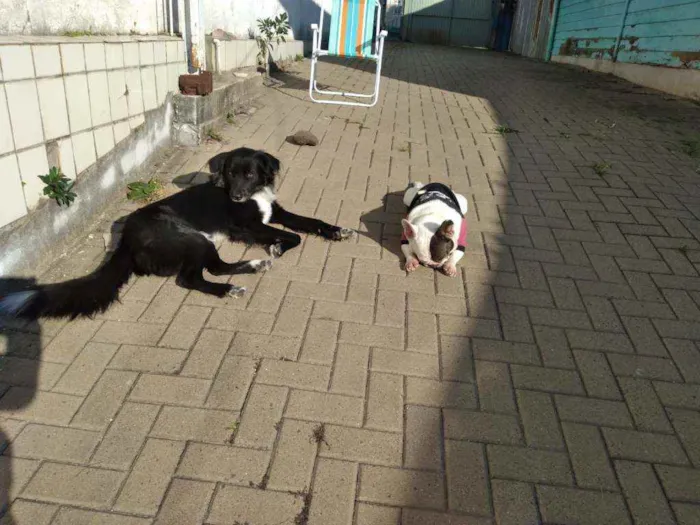 Cachorro ra a Mestiço de Border Collie idade 2 anos nome Boris