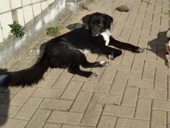 Cachorro ra a Mestiço de Border Collie idade 2 anos nome Boris