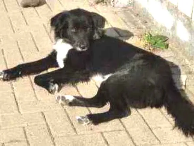 Cachorro ra a Mestiço de Border Collie idade 2 anos nome Boris
