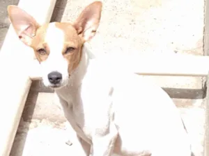 Cachorro raça Sem raça idade 7 a 11 meses nome Sakura