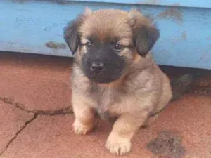 Cachorro raça Vira lata idade Abaixo de 2 meses nome Filhote