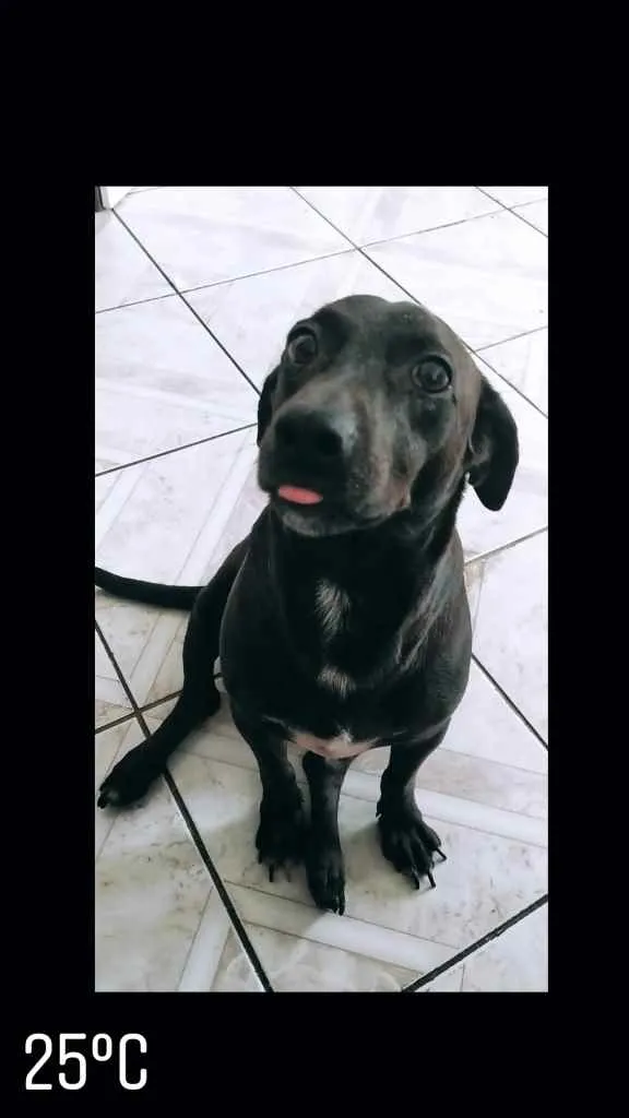 Cachorro ra a Vira lata idade 3 anos nome Rex