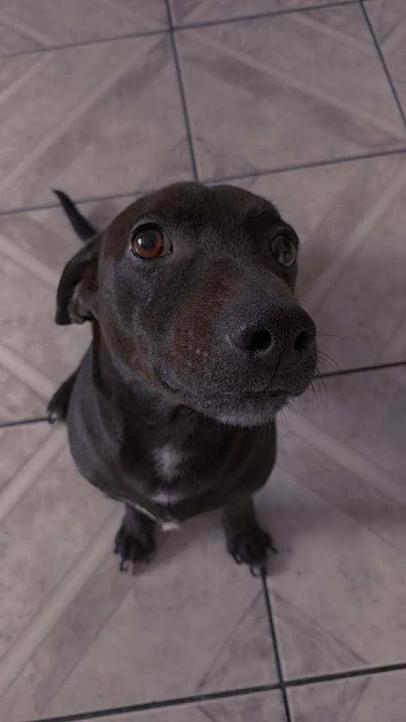 Cachorro ra a Vira lata idade 3 anos nome Rex