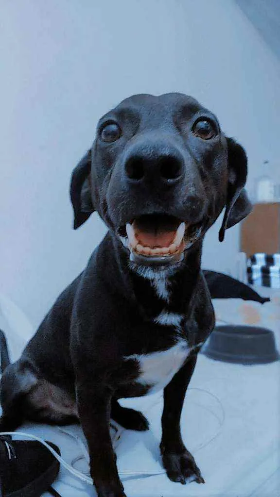 Cachorro ra a Vira lata idade 3 anos nome Rex