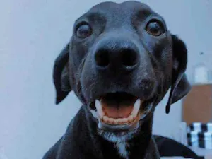 Cachorro raça Vira lata idade 3 anos nome Rex