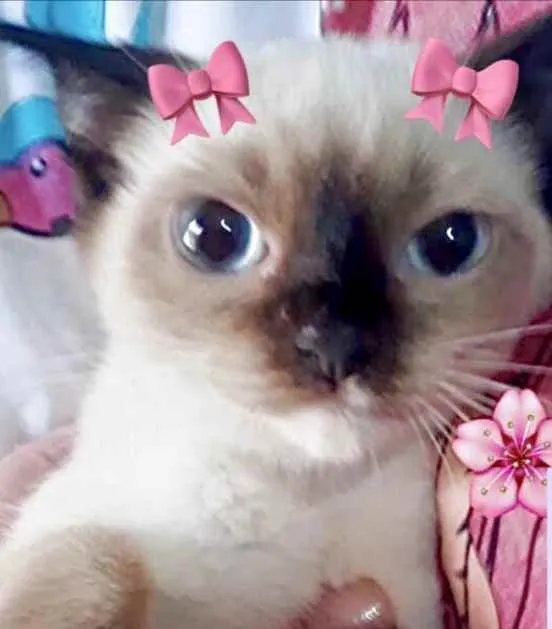 Gato raça Srd  idade 2 a 6 meses nome Morgan bebê urgente 