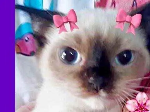 Gato raça Srd  idade 2 a 6 meses nome Morgan bebê urgente 