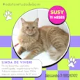 Gato raça Srd idade 7 a 11 meses nome Susy
