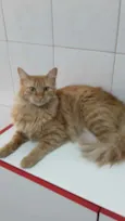 Gato raça Srd idade 7 a 11 meses nome Susy