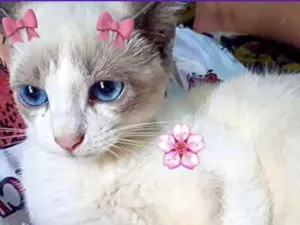 Gato raça Srd idade 2 a 6 meses nome Meg bebê urgente 