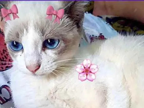 Gato raça Srd idade 2 a 6 meses nome Meg bebê urgente 